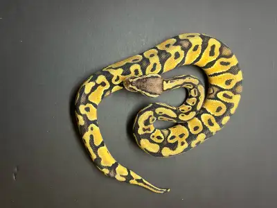 ball python / python royal, View more