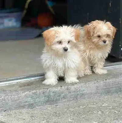Morkie Puppies, View more