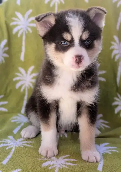 Pompsky puppies, View more