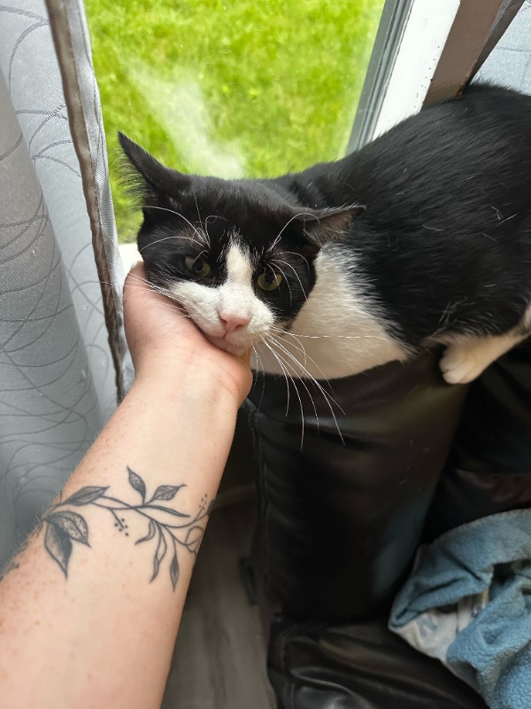 Kitty looking for his forever home Cats & Kittens for Rehoming