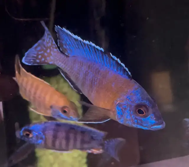 lots of new fish in stock African cichlids fish! in Fish for Rehoming in Mississauga / Peel Region - Image 9