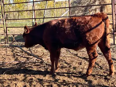 Heifer calf born in may. Would make a good 4h heifer . Out of a galloway cow. Quiet. Started on Pros...