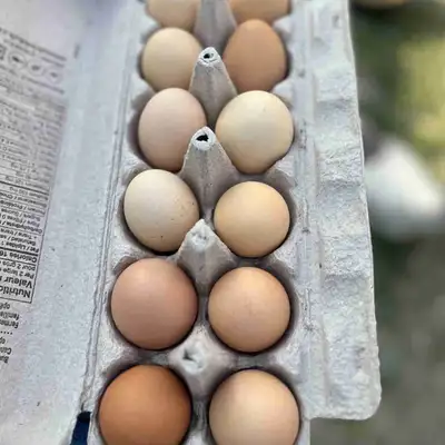 Oeufs frais/Fresh eggs, View more