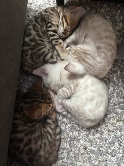 Nous avons 5 magnifiques chatons Bengal. Ils sont socialisés dès la naissance, et habitués aux bruit...