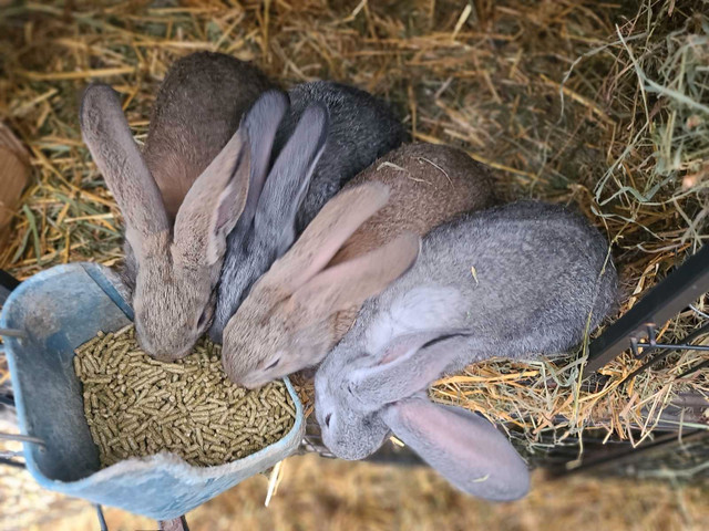 Waiting list - Flemish giant rabbits - Purebred pedigreed in Small Animals for Rehoming in North Bay - Image 3