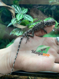 Lézard à collerette de Nouvelle-Guinée Bébé / Frilled dragon