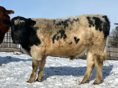 Belgian blue/Angus Bull Born February 18, 2025 Very calm, hay raised, not pushed on feed. Call 1 (30...