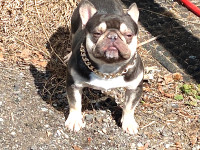 Micro French Bulldog pups l Platinum and Blue Merle  2 left