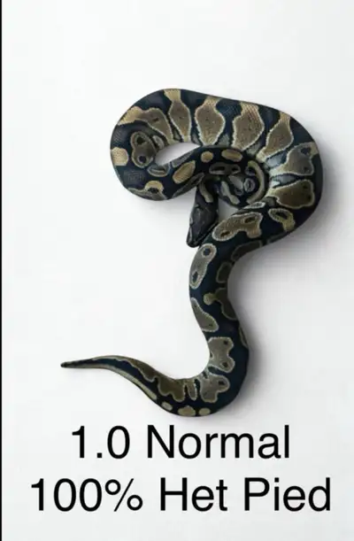 Male Normal Het Pied, View more