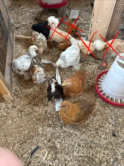 Bantam Cochin (suspected) Pullets, View more