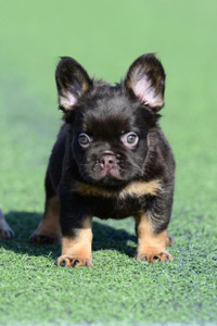 FLUFFY FRENCH BULLDOG PUPPIES C/TESTABLE CHOCOLATE AVAILABLE