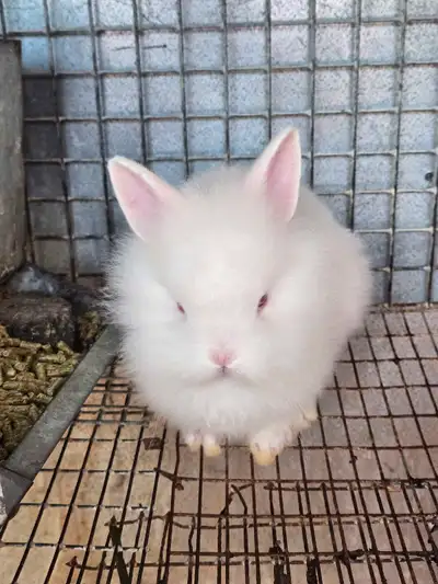 Baby Bunnies, View more