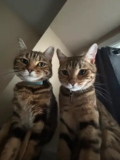 2 Mixed Bengal Cats, View more