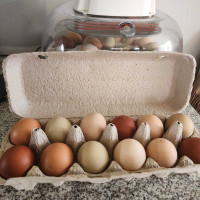 Barnyard mix hatching eggs