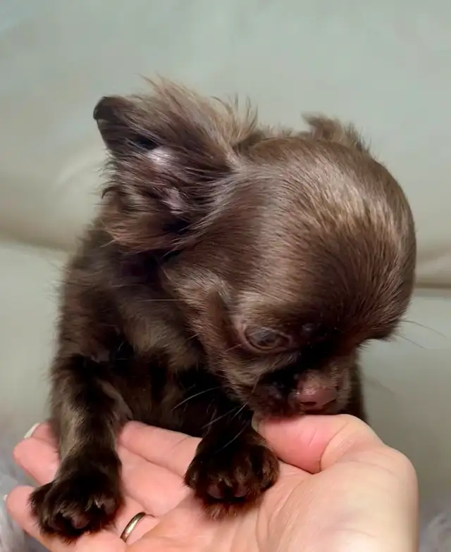 Rare Long-Haired Dark Chocolate Chihuahua Boy – Top Pedigree in Dogs & Puppies for Rehoming in Markham / York Region - Image 3