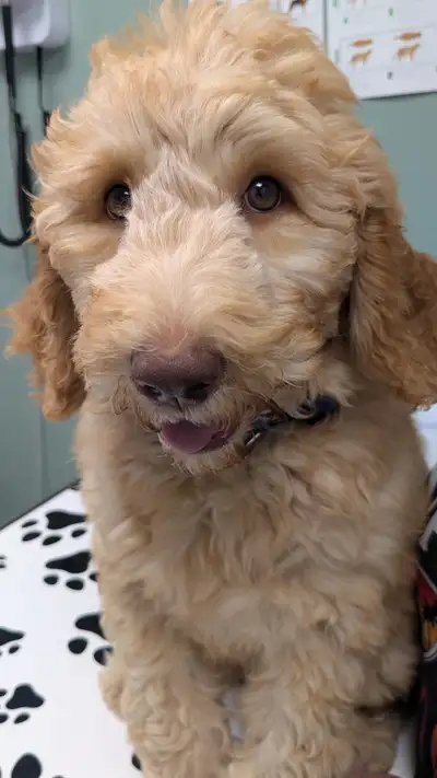 Goldendoodle 11 wks Crate and potty trained calm puppy, View more