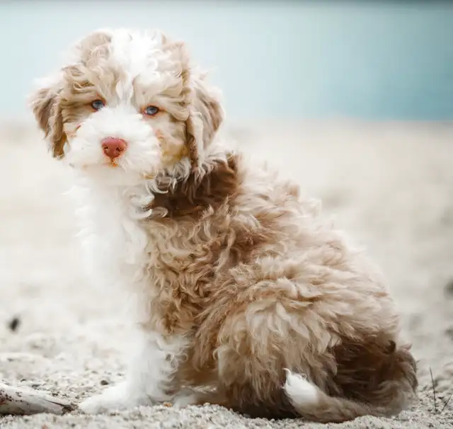 Mini Aussiedoodle Puppies in Dogs & Puppies for Rehoming in Victoria - Image 3