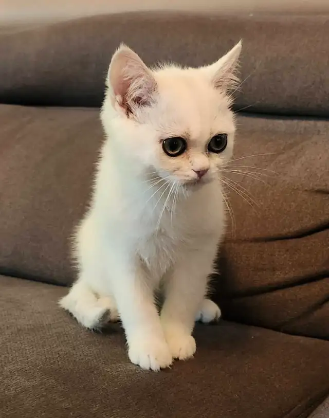 BRITISH SILVER in Cats & Kittens for Rehoming in West Island - Image 5