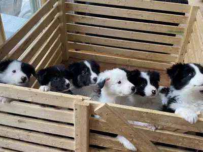 These full border collie puppies are so sweet, calm, gentle and highly intelligent best family dog a...