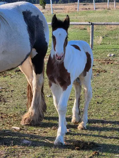 Holley West's Morning Glory- Glory is a F2 Drum weanling who will be ready for her new home Aug 1st....