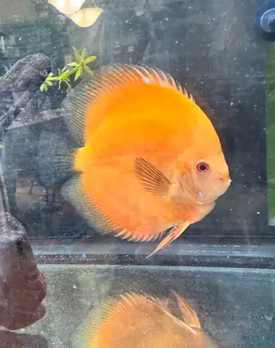 Large discus around more or less 6 inches Meet up at McDonalds 1045 Pape Ave, Toronto, ON M4K 3W3