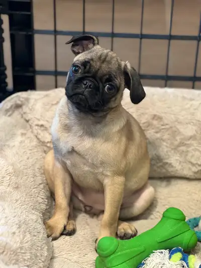 Puppies!!!! Cocker/Pug/Pomsky, View more