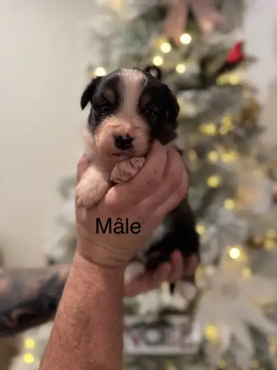 Chiot berger australien, View more