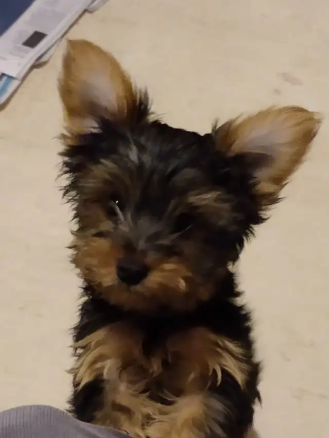 Yorkshire terrier miniatures  (  1 mâle  ) in Dogs & Puppies for Rehoming in Gatineau - Image 2