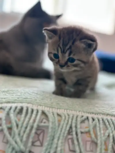 New born British short hair, View more