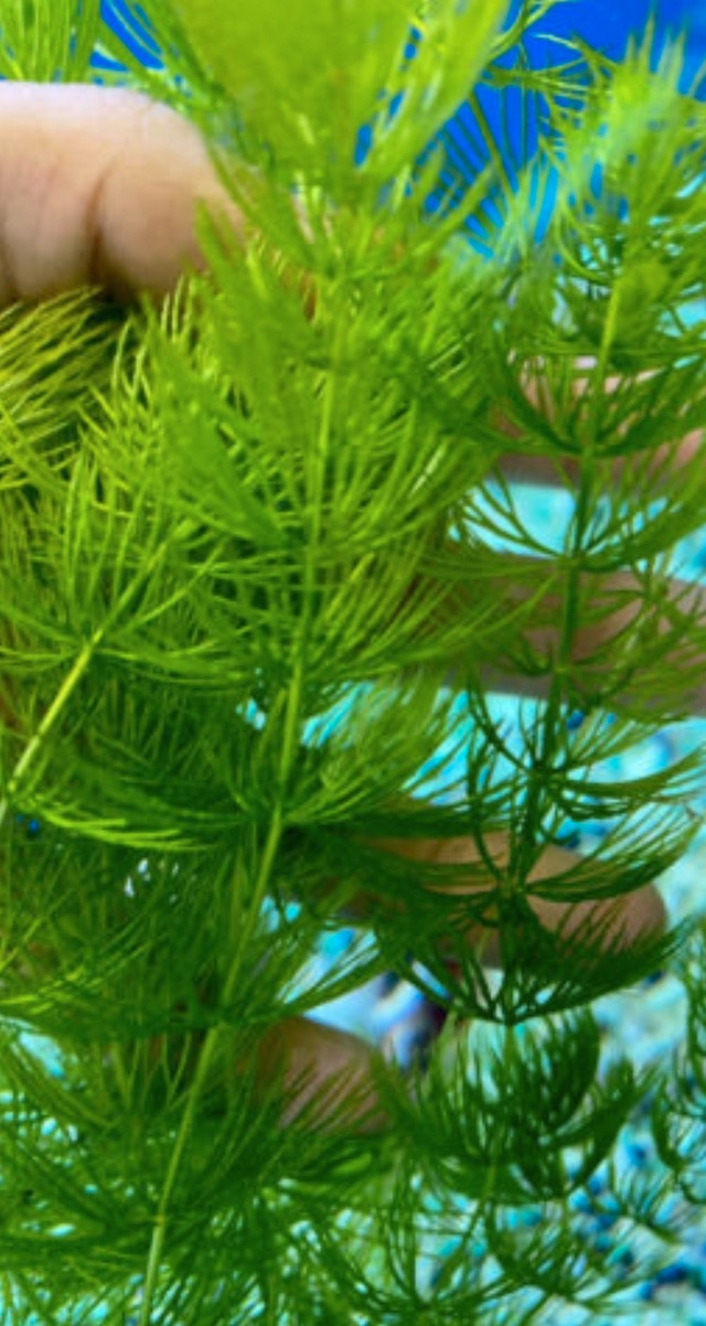 1 golfball size aquatic aquarium plant hornwort / pond plant dans Plantes, engrais et terreaux  à Longueuil/Rive Sud - Image 2