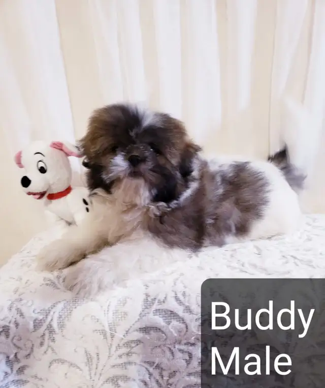 Shitzu puppy (please txt or call number only!) in Dogs & Puppies for Rehoming in Winnipeg - Image 4