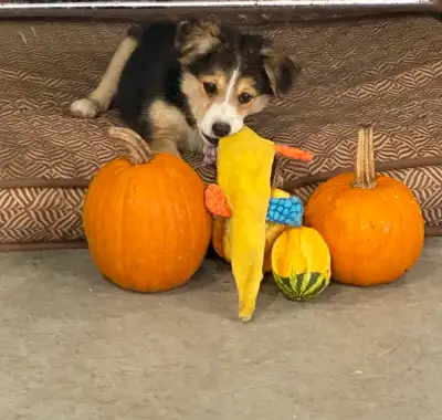 Toy mini aussies, View more