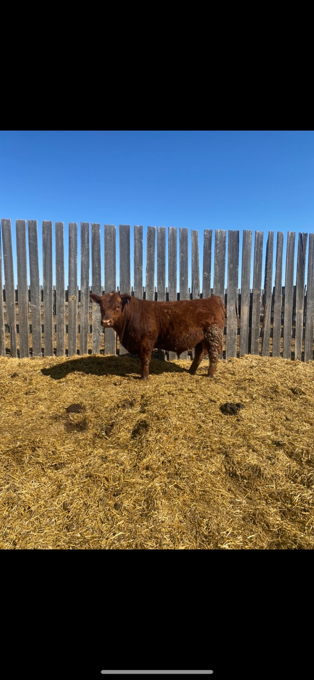 Registered Red Angus Bulls in Livestock in Swift Current - Image 3