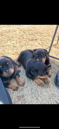 CKC Registered Rottweiler Puppys