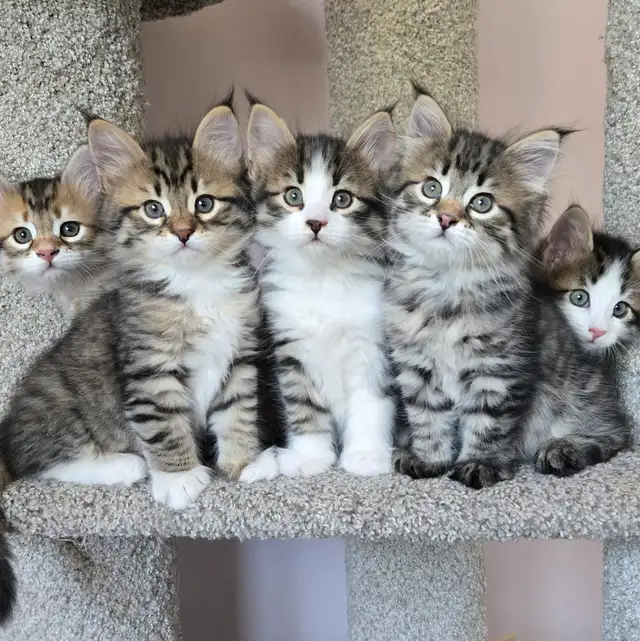 Beautiful TICA registered Siberian kittens