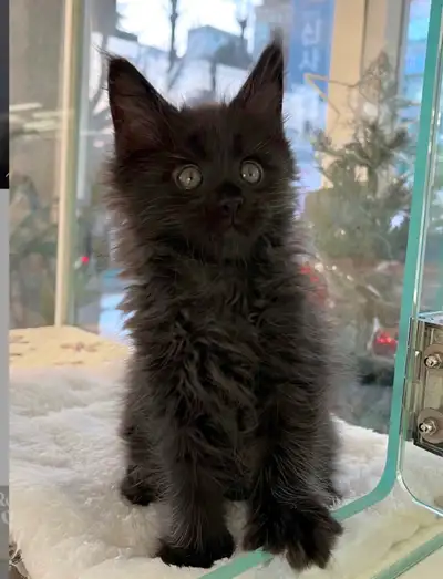 Purebred Maine Coon Kittens, View more