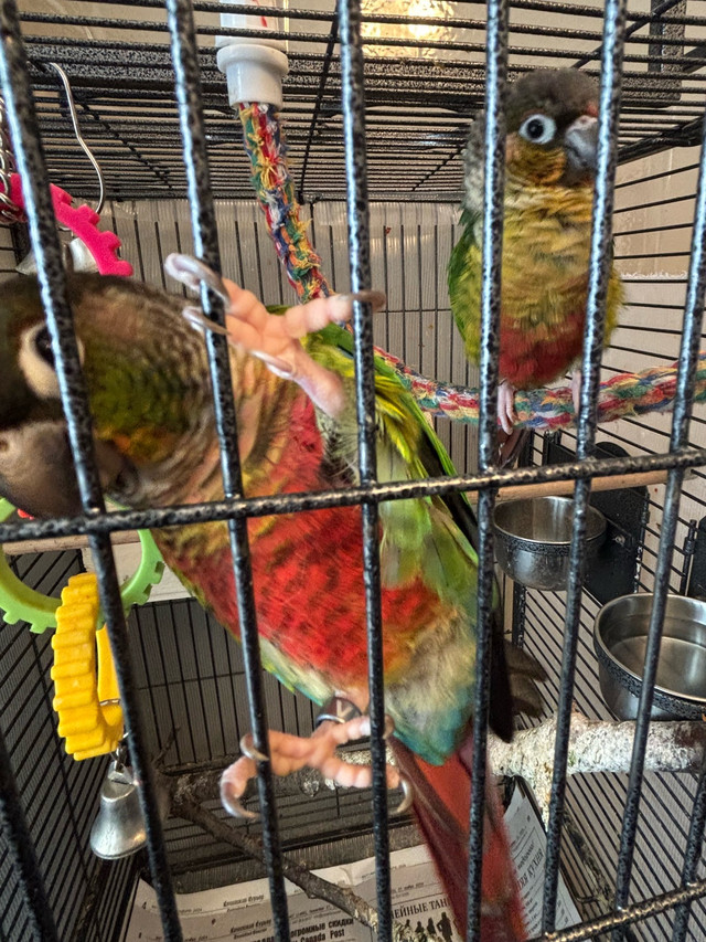 Pare of Greenchick conures in Birds for Rehoming in Markham / York Region - Image 3