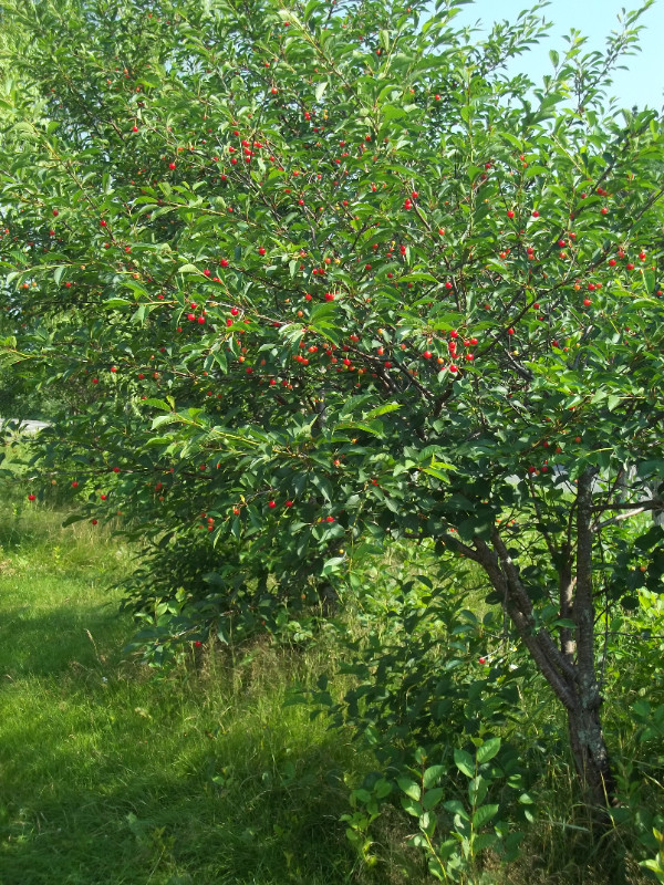 European cherry trees for sale in Plants, Fertilizer & Soil in Bathurst - Image 3