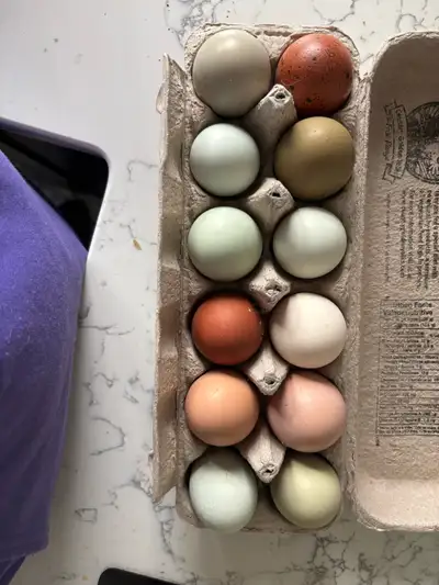 Mixed Hatching Eggs available. Coldstream/Vernon Hens Cream Legbars Ameracaunas chocolate and splash...