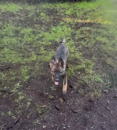 I'm offering German Shepherd puppies that are absolutely adorable. Puppies where born November 8th....