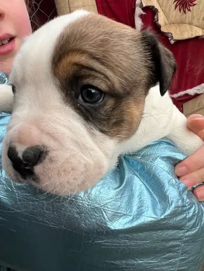 Pad trained. Born February 10. Ready for forever homes. Call/text me Joe 416 895 7922. Last pic is d...