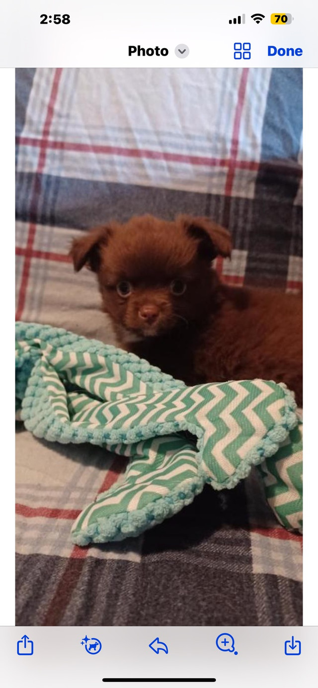 Apple head chihuahua’s. Long hair in Dogs & Puppies for Rehoming in Swift Current - Image 3