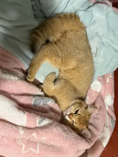 Looking for a loving forever home for this very special kitten., View more