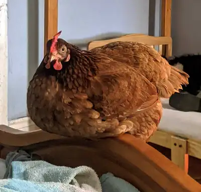Looking for Unwanted chickens. hens in particular., View more