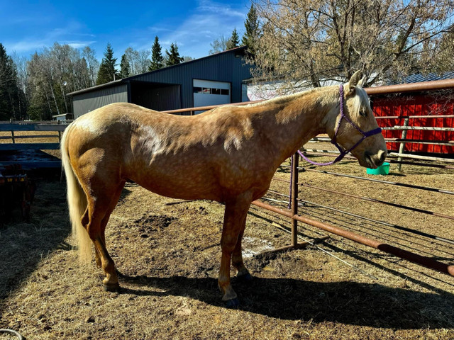 Appaloosa mare in Equestrian & Livestock Accessories in Strathcona County - Image 3