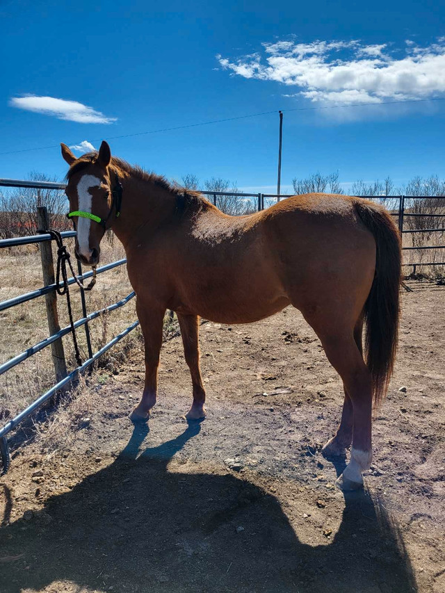 8 year old TB x QH grade mare  in Horses & Ponies for Rehoming in Lloydminster - Image 2