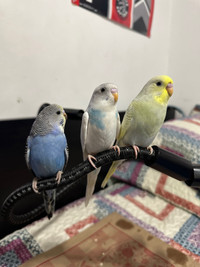 Budgies Parakeets Pets