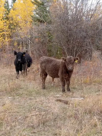 yearling dun purebred galloway bull, he is quiet and easy going fella. can be registered if woul lik...