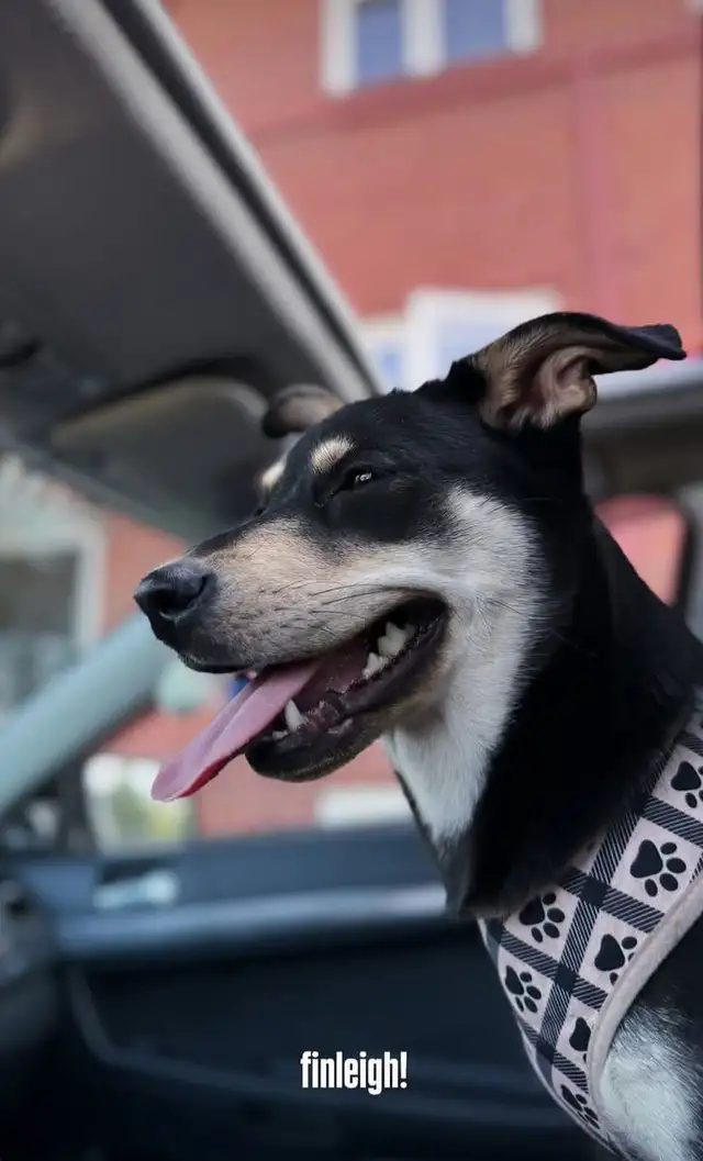 Finleigh – Female Corgi Mix Looking for an Experienced Home in Dogs & Puppies for Rehoming in City of Toronto - Image 3