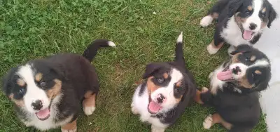Bernese Mountain Dog/ Australian Shepherd Puppies., View more